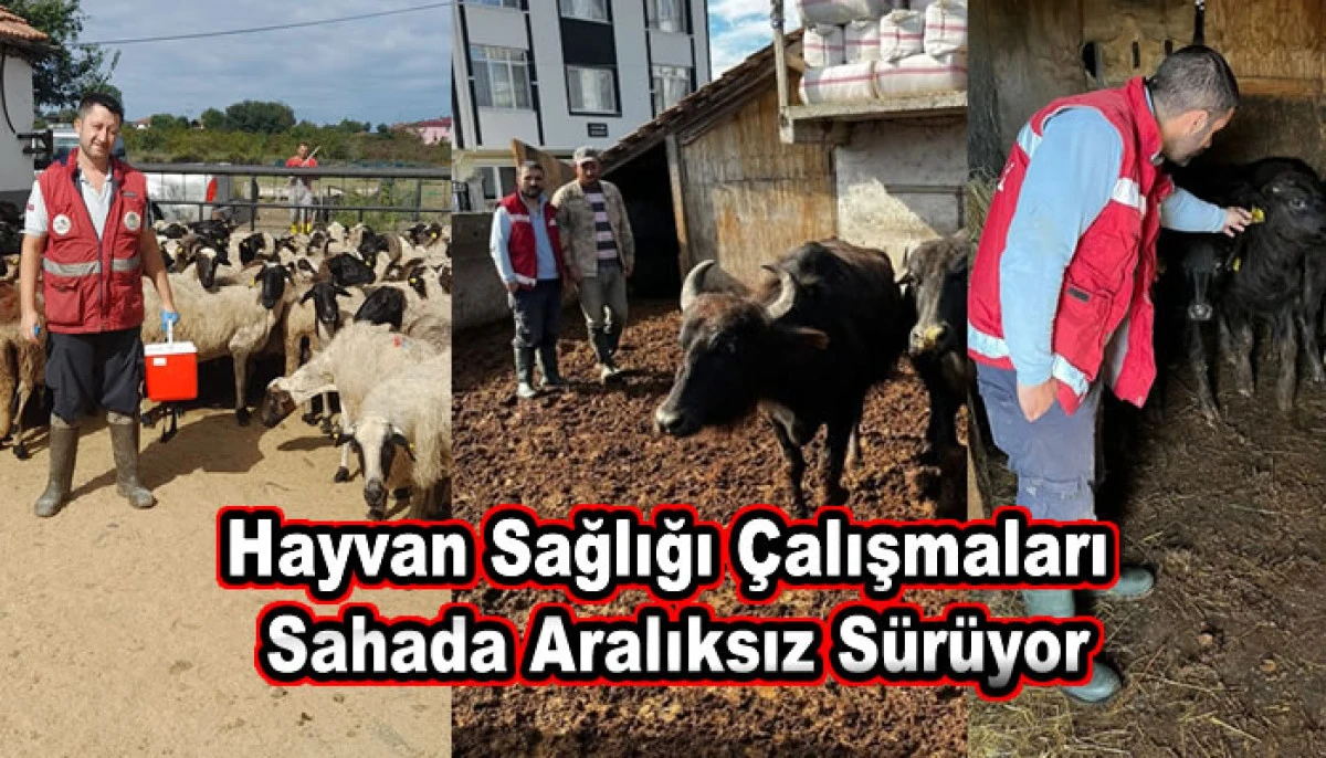19 Mayıs İl&ccedil;esinde Hayvan Sağlığı &Ccedil;alışmaları Sahada Aralıksız S&uuml;r&uuml;yor