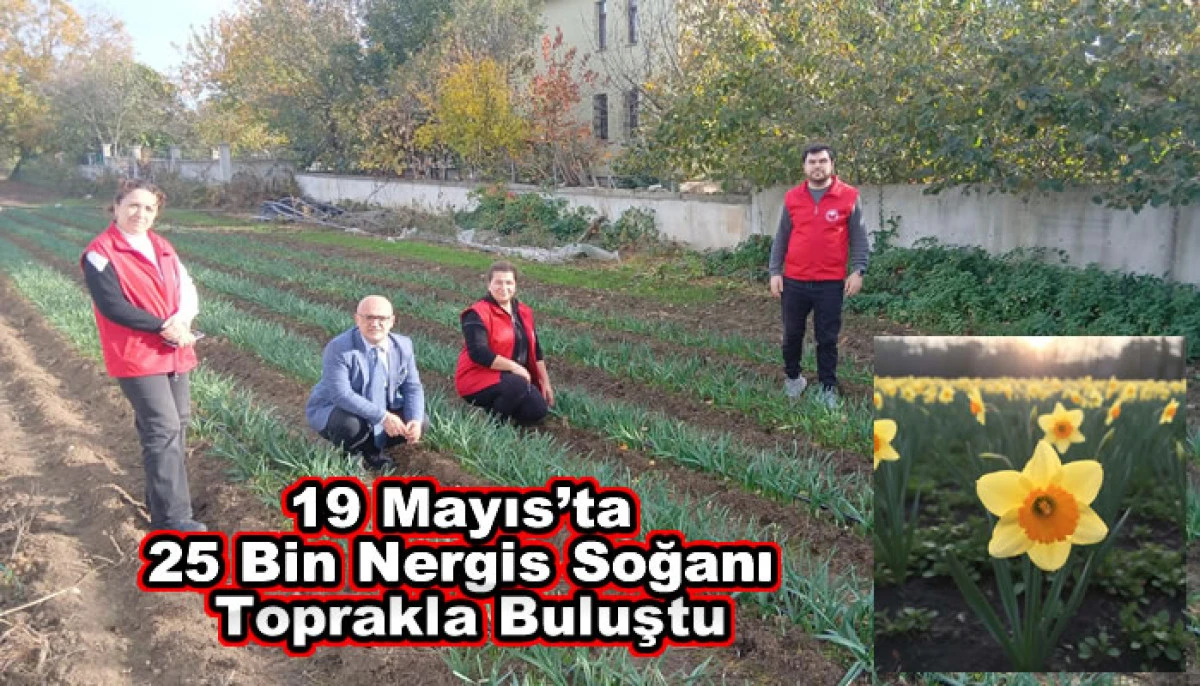 19 Mayıs’ta 25 Bin Nergis Soğanı Toprakla Buluştu
