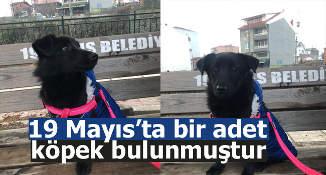 19 Mayıs'ta bir adet köpek bulunmuştur