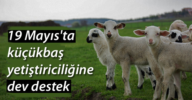 19 Mayıs'ta küçükbaş yetiştiriciliğine dev destek