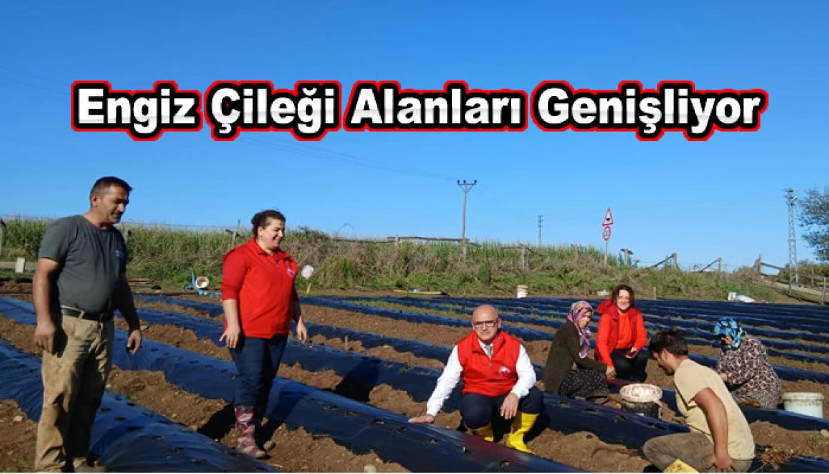Engiz Çileği Alanları Genişliyor