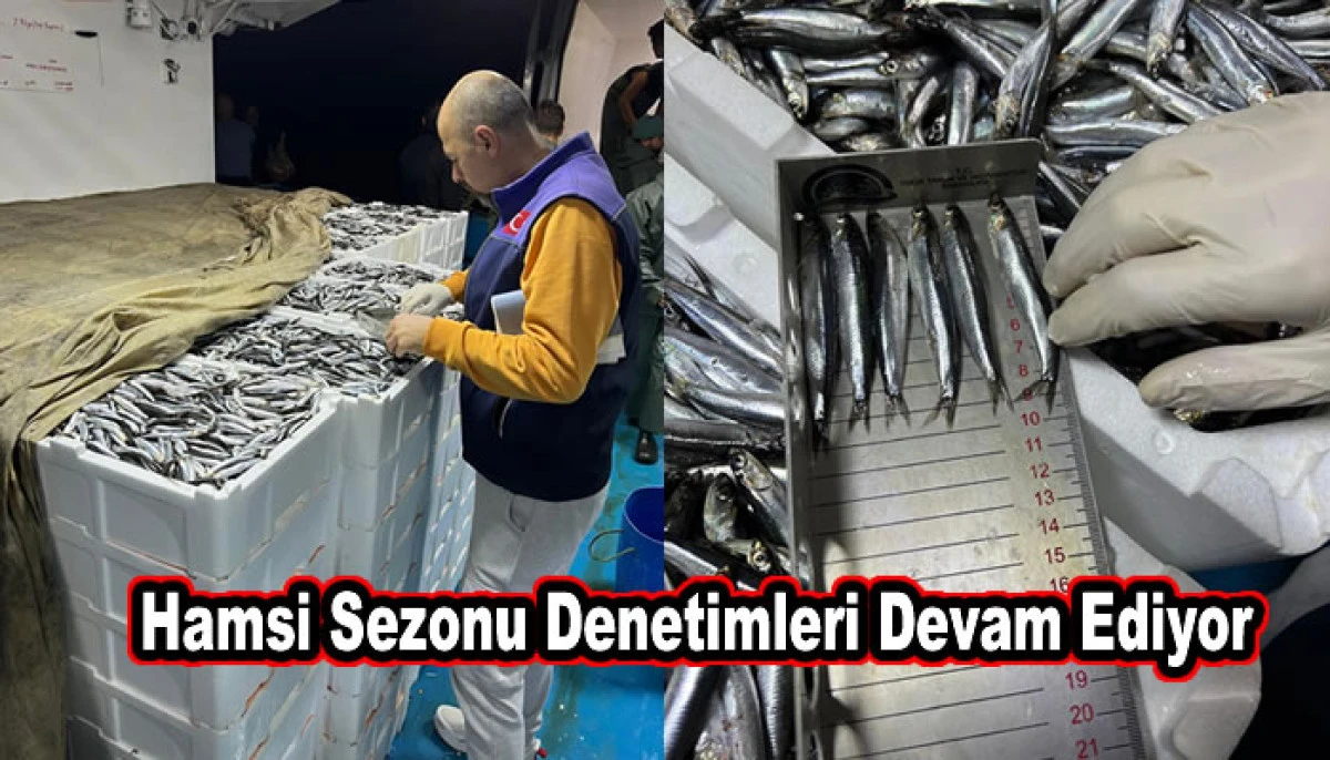 Hamsi Sezonu Denetimleri Devam Ediyor