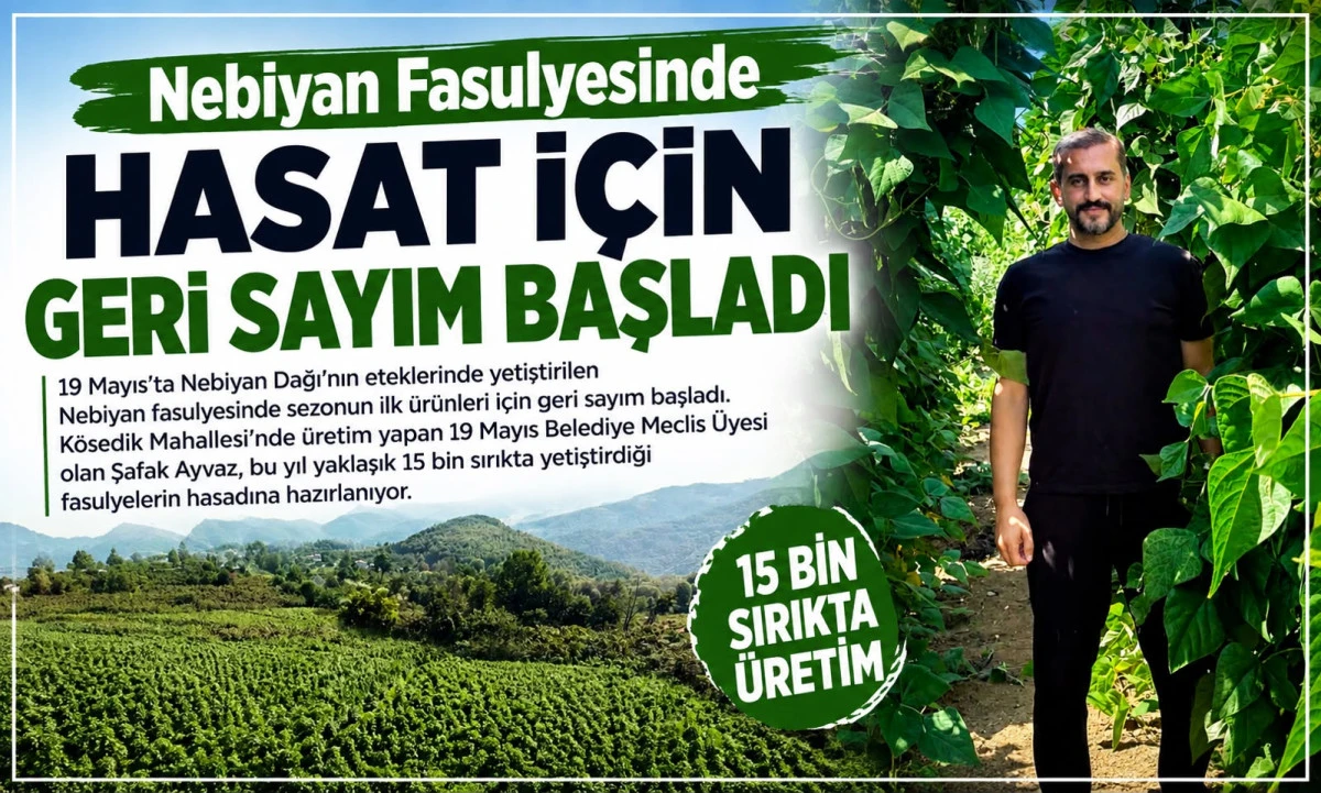 Nebiyan Fasulyesinde Hasat İ&ccedil;in Geri Sayım Başladı